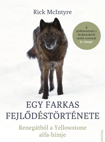 EGY FARKAS FEJLŐDÉSTÖRTÉNETE  RENEGÁTBÓL A YELLOWSTONE ALFA-HÍMJE